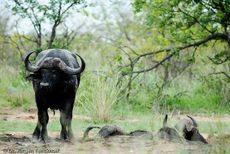Afrikanischer Büffel (88 von 102).jpg